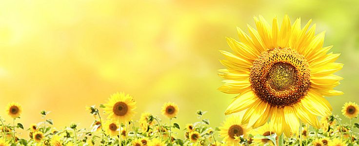 Sunflower Banner Background Sunflowers background, Sunflower facts Sunflower Banner Background Sunflowers background, Sunflower facts