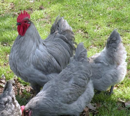 Lavender Orpingtons Cooped Up Pinterest Chicken Breeds, Fancy Lavender Orpingtons | Cooped Up | Pinterest | Chicken breeds, Fancy chickens and Hens - Lavender Orpingtons Cooped Up Pinterest Chicken Breeds, Fancy