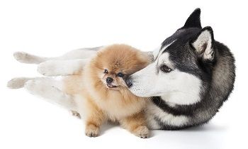 Pomsky Dog Food Brands Pomsky Dog Food Brands