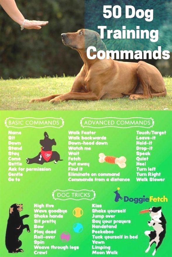 Dog Training In Hindi Service Dog Training Orange County Ca Ez