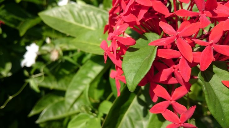 サンダンカ 沖縄3大名花のひとつ 他にデイゴ オオゴチョウ 植物 デイゴ 沖縄 サンダンカ 沖縄3大名花のひとつ 他にデイゴ オオゴチョウ 植物 デイゴ 沖縄