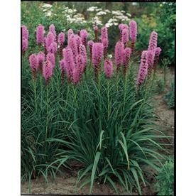 16 Best Lowes Images On Flower Gardening Bass And