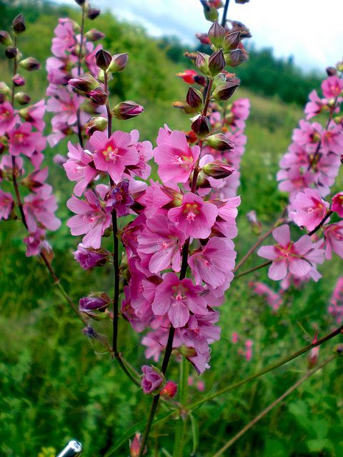 ✔️11++ Perennial flowers native to oregon - information Popular 6 a29a59be9f56d226eb17f1410eb93746 eugene oneill science nature