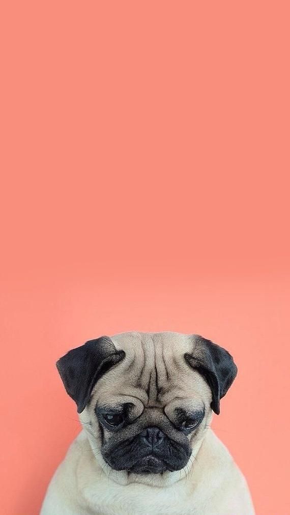 The Best Workout Apps For Lazy Girls Who Want Results The Best Workout Apps For Women Who Want Results Dog Wallpaper Iphone Dog Wallpaper Funny Wallpapers