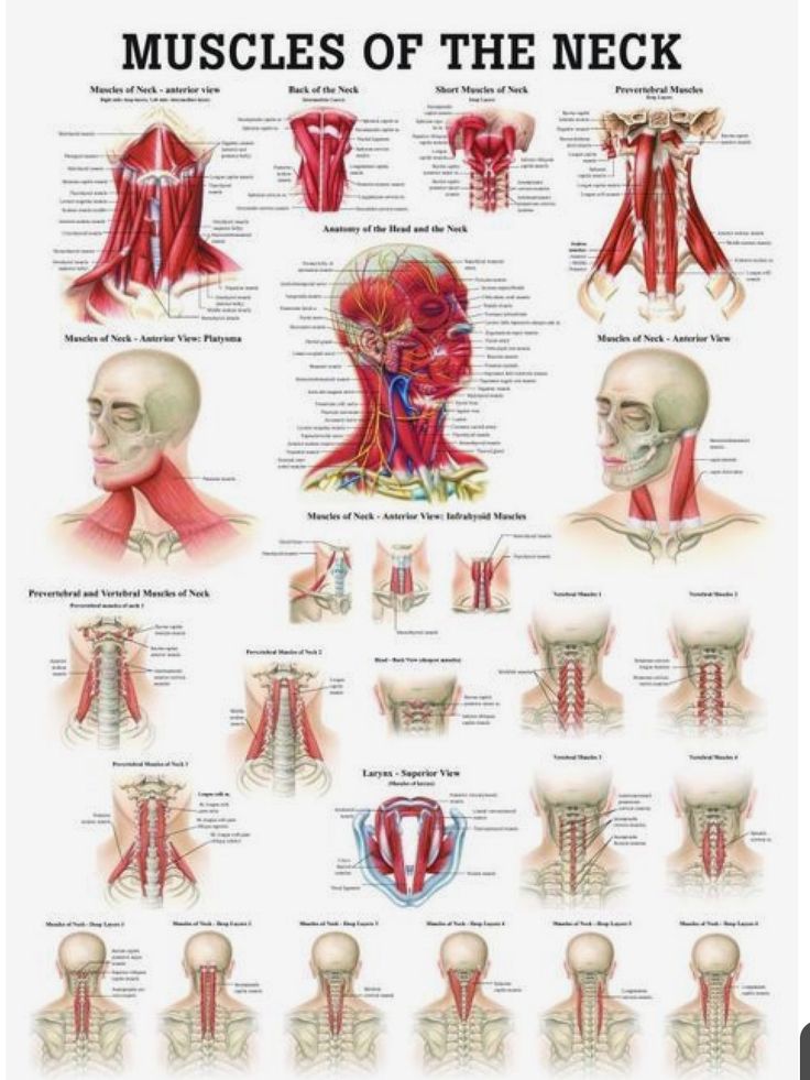 Pin by LCRC on Anatomy review in 2020 | Muscles of the neck, Muscle