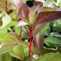 75 Best Flowering Shrubs Images On Pinterest Find This Pin And More On Flowering Shrubs By Humbernurseries