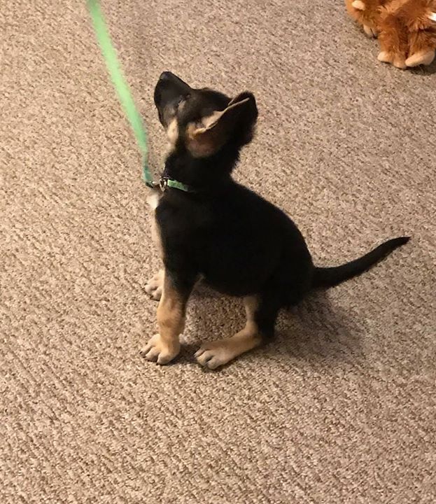 Odessa Did A Great Job Learning Sit Stay Tonight