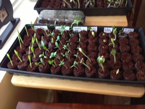 13 best Kid Pool Gardens images on Pinterest Seedlings for Kid Pool raised veggie garden