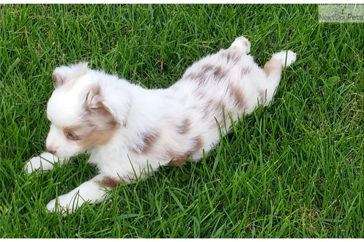 australian shepherd puppies idaho best 25 miniature australian shepherds ideas on miniature australian australian shepherd puppies idaho best 25 miniature australian shepherds ideas on miniature australian