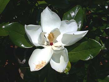 57 Best Trees Images On Pinterest Magnolia Tree Native To The Coast From Southernmost North Carolina South This Commonly Planted
