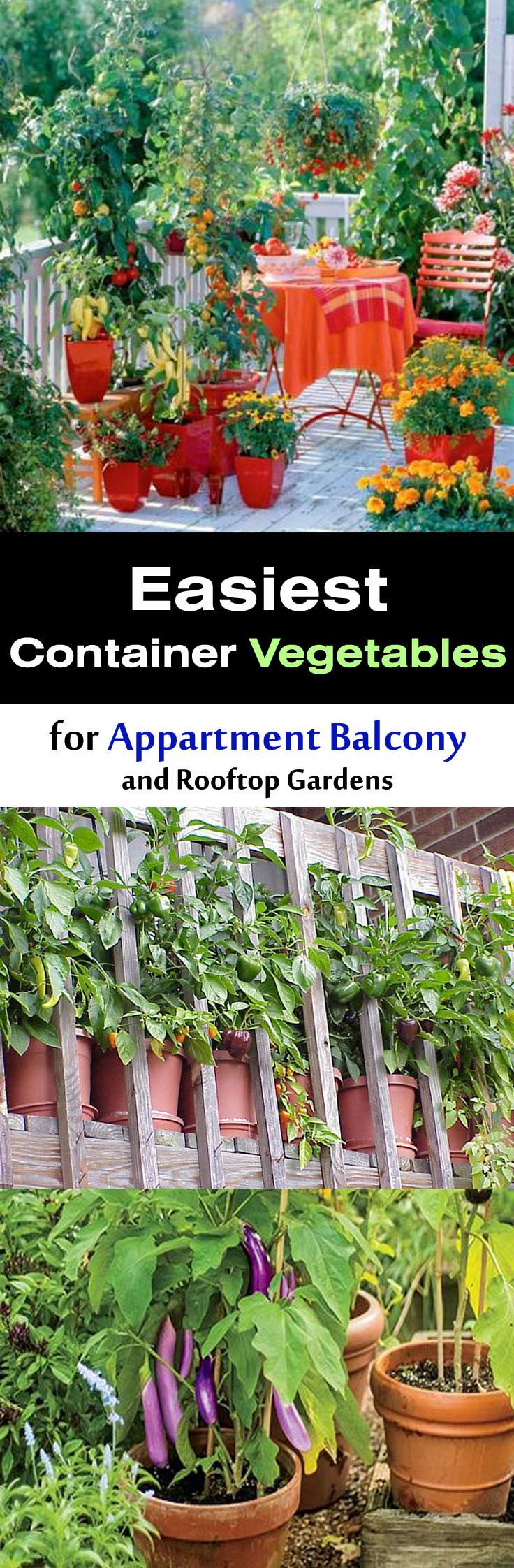 Best 25 Apartment Vegetable Garden Ideas On Pinterest Growing Easiest Vegetables For Balcony Rooftop Garden Apartment