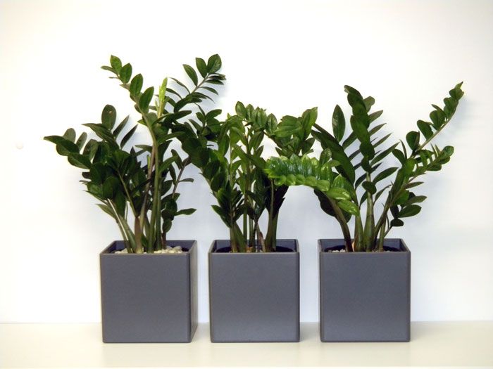 office planter. they may be grey but are far from dull visit wwwgreendesign office planter