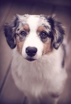 australian shepherd undercoat rake 373 best dog stuff images on pinterest dog kennels whelping box australian shepherd undercoat rake 373 best dog stuff images on pinterest dog kennels whelping box