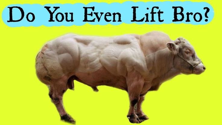 a2f0c5a0107fe0b8eca316a389ea6e19 bodybuilding cow - Shredded Sports Science James 31 best alternative to adult depends images on Pinterest