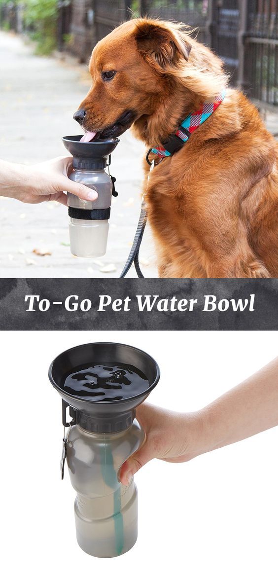 bowl water bottle de 10 b 228 sta id 233 erna om for dogs p 229 tips om att tr 228 na hunden och hund bowl water bottle de 10 b 228 sta id 233 erna om for dogs p 229 tips om att tr 228 na hunden och hund