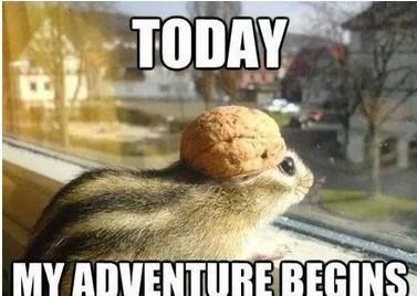 497 best adorable animals images on pinterest animals, adorable a2fb0c372a786cd3e49b31bf779f9d0a animal puns funny memes 497 best adorable animals images on pinterest animals, adorable,New Month Meme