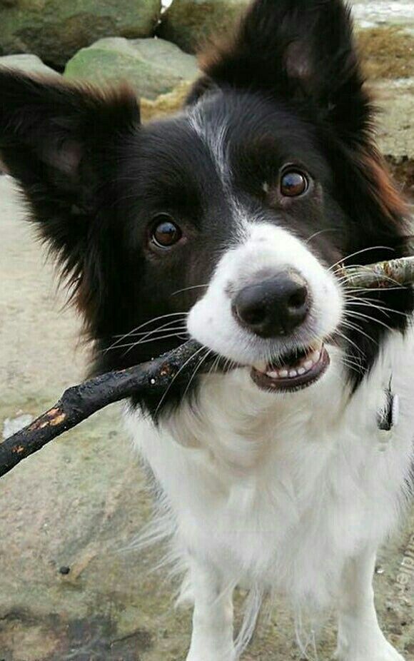 Border Collie Beauty Collie Dog Dog Breeds Dogs