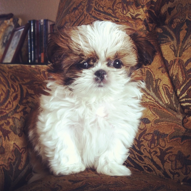 Shinese Puppy Also Known As Peketzu Fell In Love The Moment I