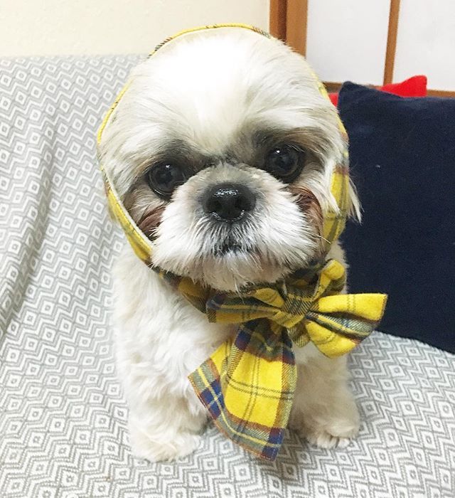 Hi My Name Is Tempo マッチいりましぇんか どーもマッチ売りのてんぽです ムスコのいたずらシリーズ あうんのてんぽ シーズー Shihtzu シーズー大好き部 ふわもこ部 愛犬 犬バカ部 わんこ いぬ 犬 鼻ぺちゃ Shihtzulove シーズー シーズー犬 犬 Hi My Name Is Tempo マッチいりましぇんか どーもマッチ売りのてんぽです ムスコのいたずらシリーズ あうんのてんぽ シーズー Shihtzu シーズー大好き部 ふわもこ部 愛犬 犬バカ部 わんこ いぬ 犬 鼻ぺちゃ Shihtzulove シーズー シーズー犬 犬