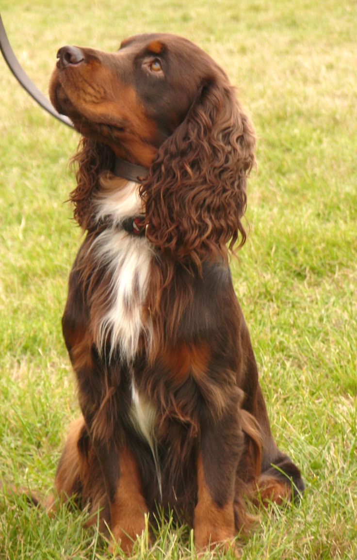 The 25+ best Working cocker ideas on Pinterest | Spaniels, Black cocker