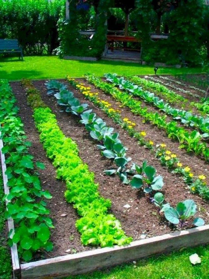 20 Best Productive Small Vegetable Garden Ideas For Your Small Backyard - Page 8...
