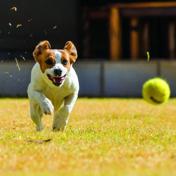 lanceur de balles automatique pour chien pour mon chien lanceur de balles automatique pour chien pour mon chien