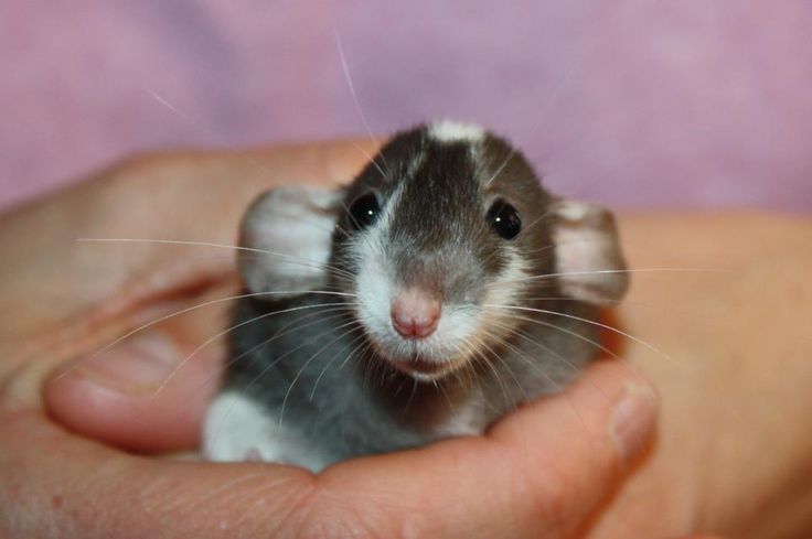 Dumbo rat ears 2025