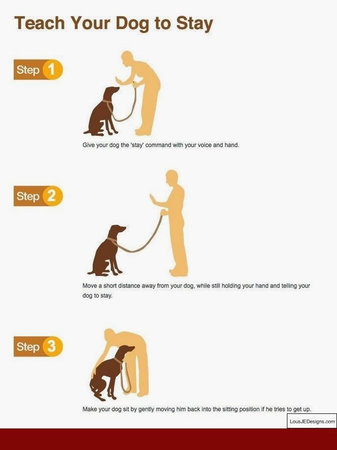Tips To Train Your Dog And Pics Of Training Your Dog To Stop