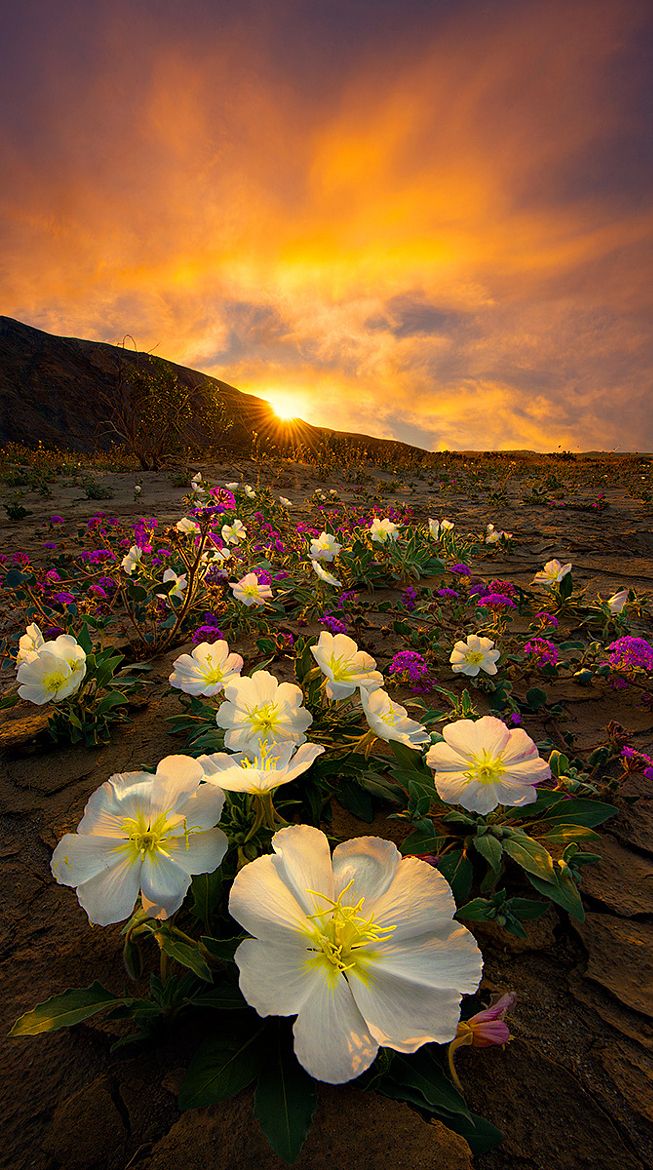 Diamond White Usa >> ~~A Desert Life | Sand Verbena and Primrose in bloom ... Diamond White Usa >> ~~A Desert Life | Sand Verbena and Primrose in bloom ...
