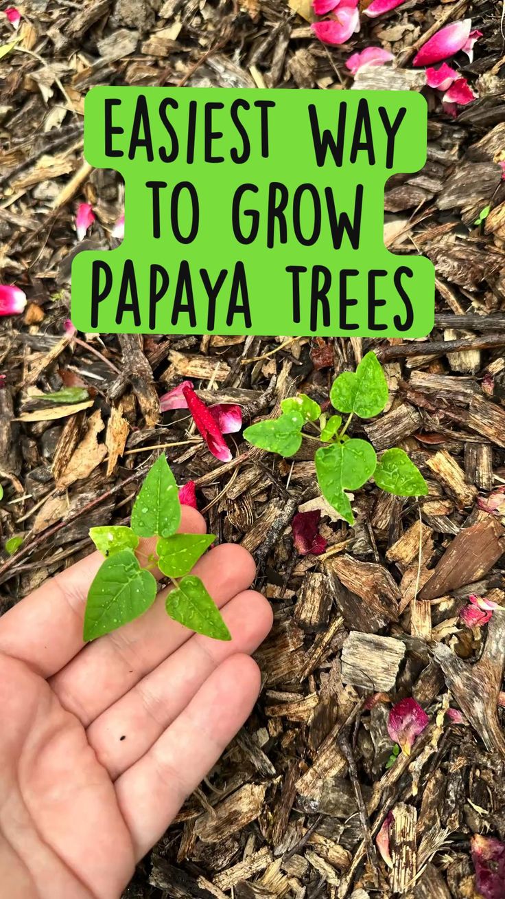 Best Way To Grow Papaya