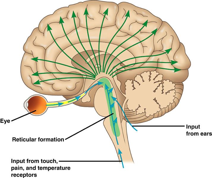 reticular formation function