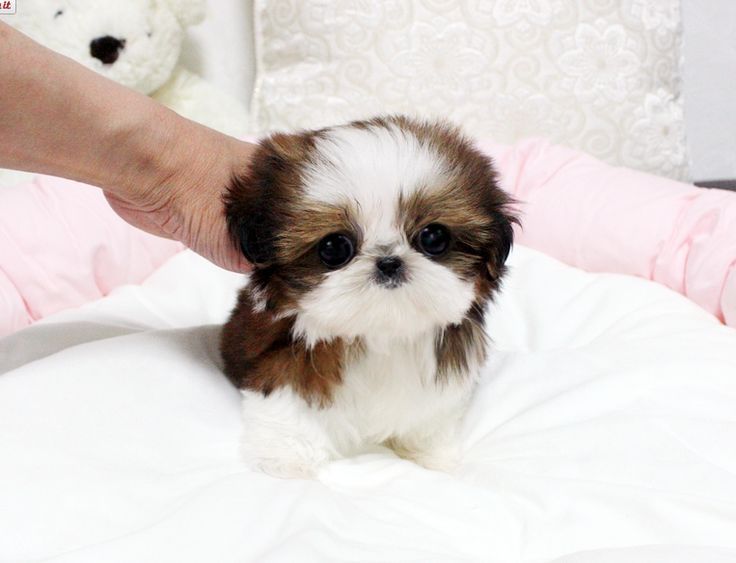 Oh My Goodness Teacup Shihtzu Shihtzu Shitzu Puppies Cute