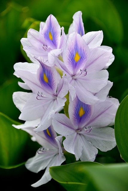 Jacinthe d'eau / Water hyacinth | Pinterest | Water, Beautiful flowers and Flowers