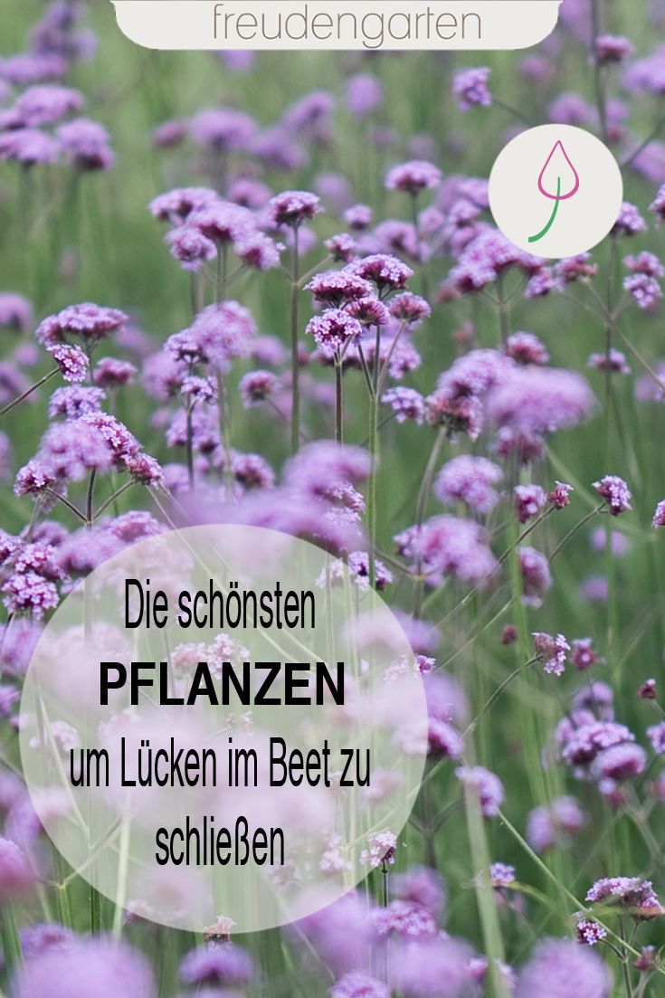 Keine Lücken mehr im Beet! Mit diesen Pflanzen Lücken im Blumenbeet ganz schne...