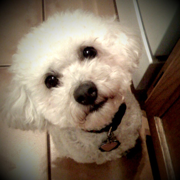 Pictures Of Toy Poodles Dogs Pictures Of Toy Poodles Dogs