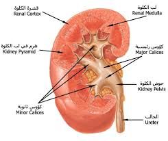 نتيجة بحث الصور عن البنية التشريحية للكلية Kidney Failure Causes Kidney Failure Kidney