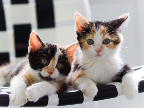 Can Sounds Cause Seizures In Cats Can Sounds Cause Seizures In Cats