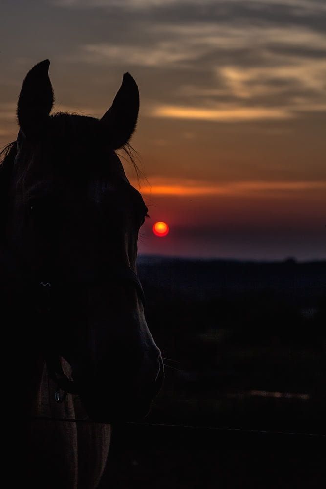Photo By Me Cavalos Bonitos Cavalos Amor De Cavalo