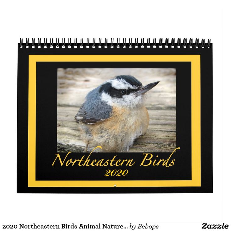 Northeastern Calendar 2020 2020 Northeastern Birds Animal Nature Photography Calendar Nature