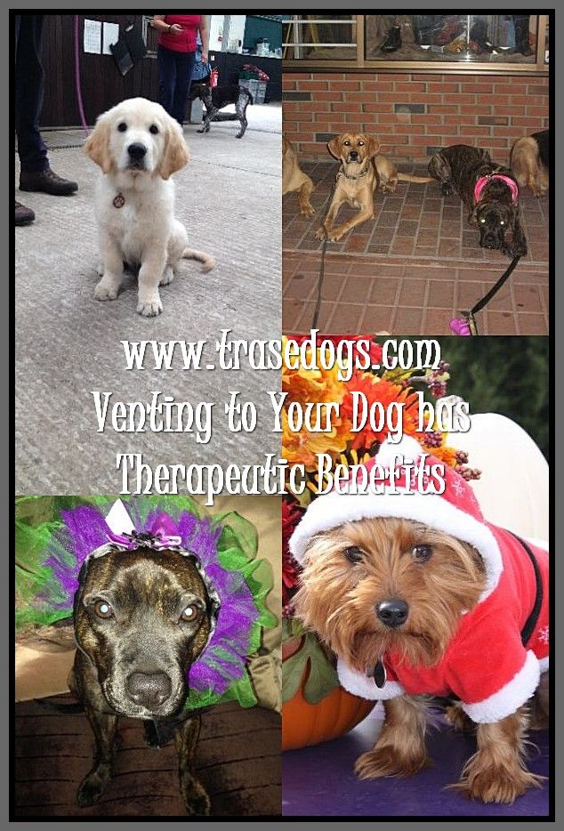 Talking About Dog Dogs Your Dog Best Dog Shampoo