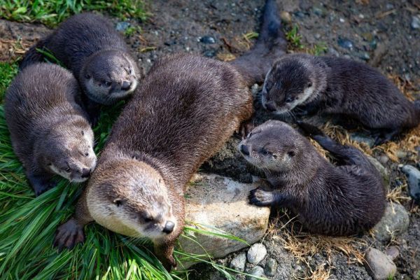 Woodland Park Zoo Otter Quadruplets Learn To Jump Run And Whistle Woodland Park Zoo Zoo Animals Baby Animals