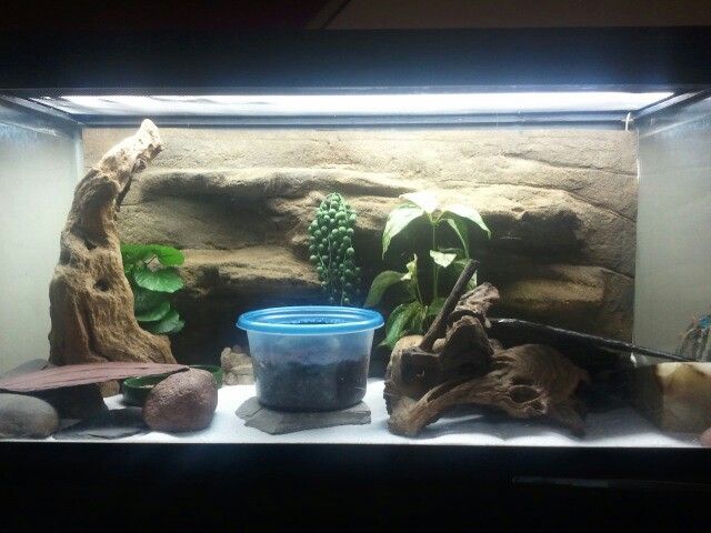 Can Leopard Geckos Eat Bearded Dragon Food Can Leopard Geckos Eat Bearded Dragon Food