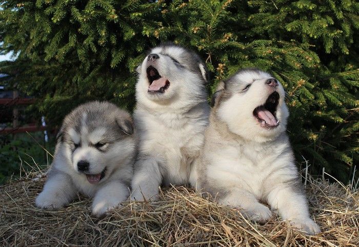 Three Yawning Alaskan Malamute Puppies With White And Light Grey