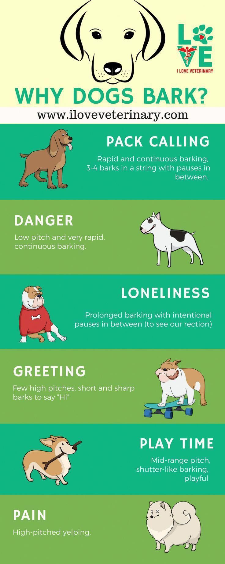 Every House Family Pet Dog Must Know And Have The Ability To