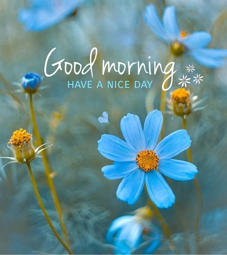 Good Morning Have A Nice Day Good Morning Flowers Pictures Good good-morning-have-a-nice-day-good-morning-flowers-pictures-good