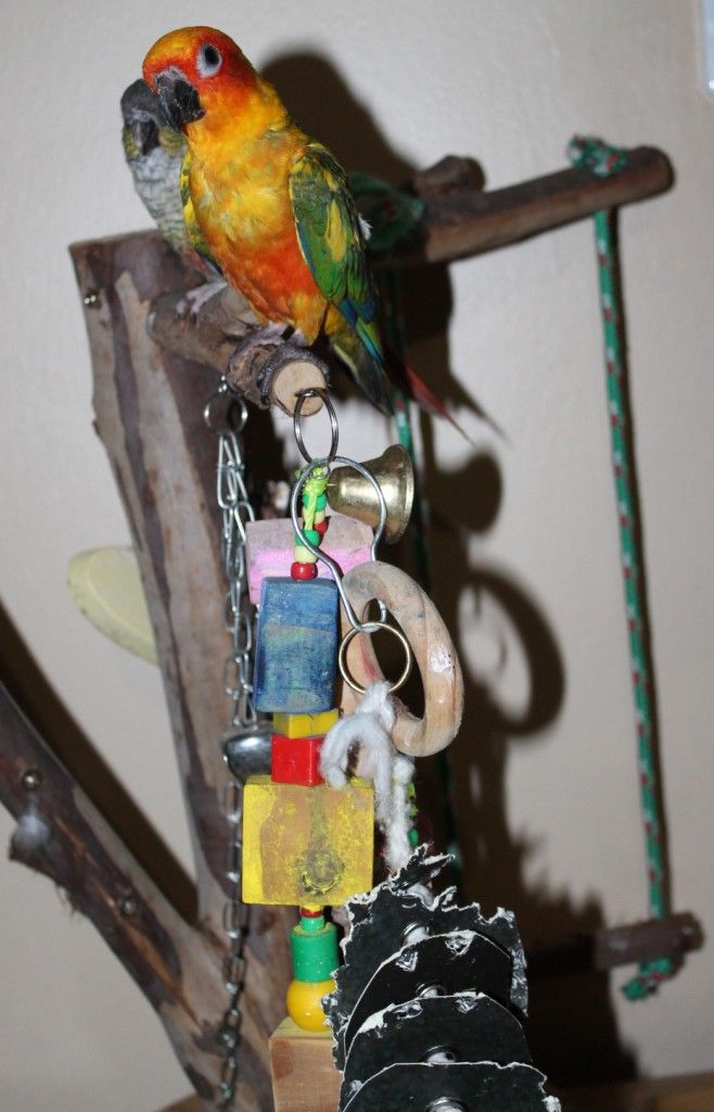 Colorful Wooden Wheel Biting Toy Hanging Swing Perch for Small Parrots Budgies Parakeets Conures Cockatiels Love Birds HEEPDD Parrot Chew Toys
