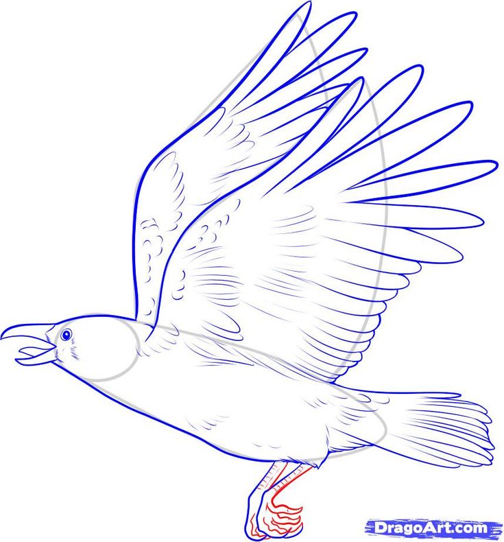 how to draw a crow step by step birds animals free online
