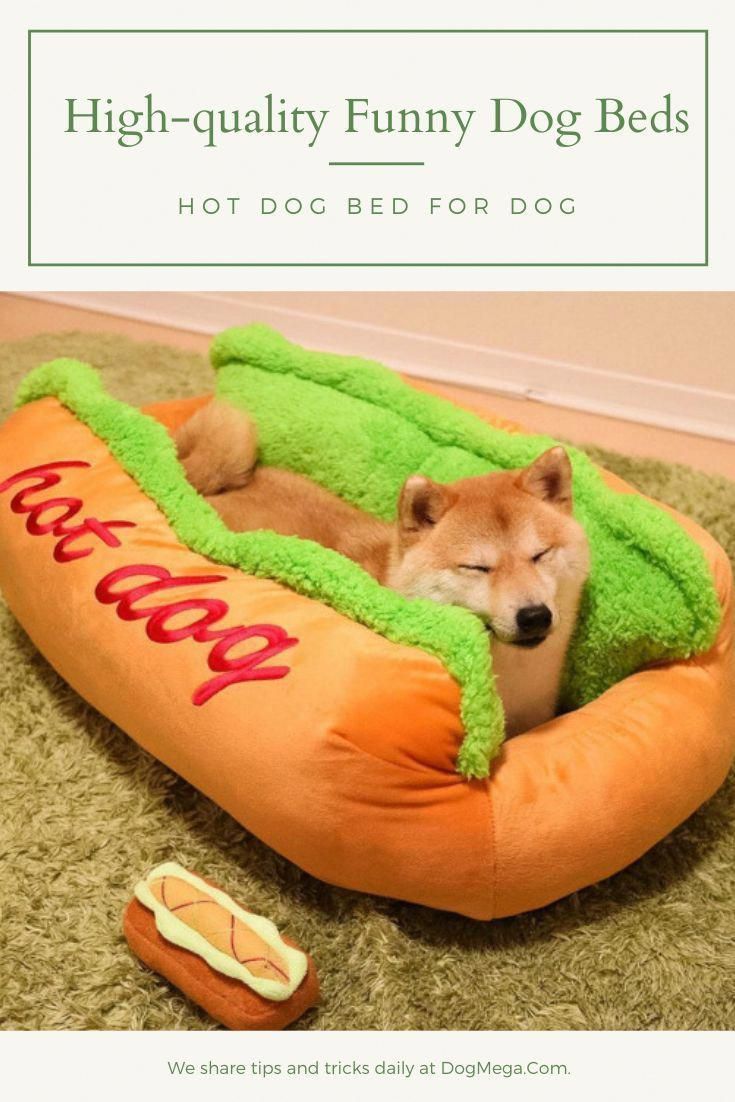 Excellent Funny Dogs Information Are Offered On Our Site Take A