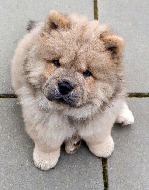 210 Meilleures Idees Sur Chow Chow Chiot Chien Animaux 210 Meilleures Idees Sur Chow Chow Chiot Chien Animaux
