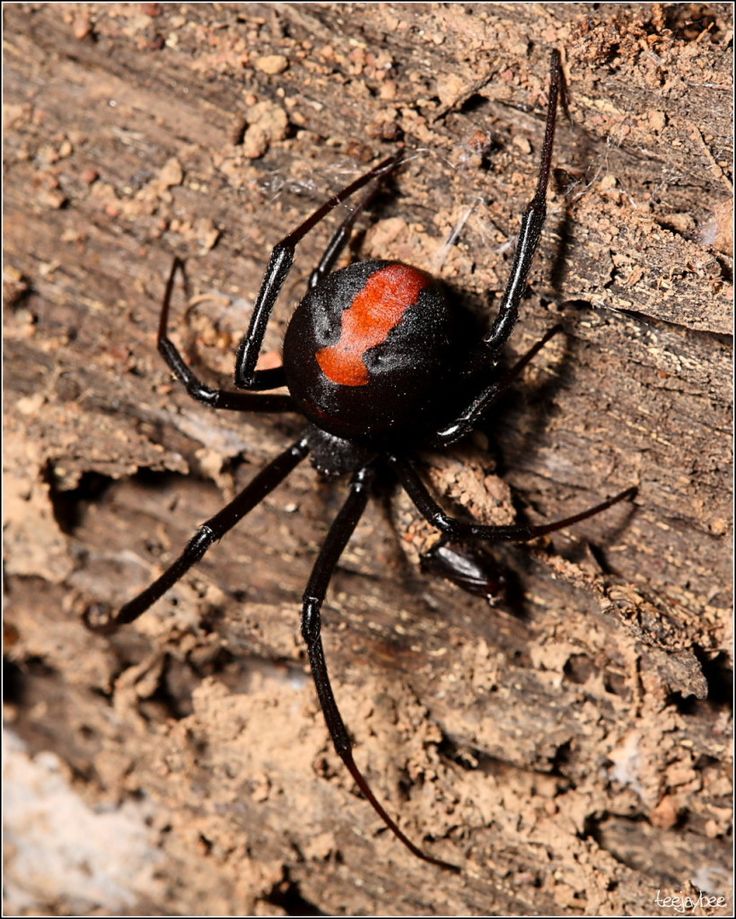 what to do when a bites you 40 best vulcan termite pest images on pest bugs and insects what to do when a bites you 40 best vulcan termite pest images on pest bugs and insects